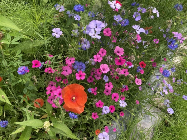 Verhalen op Instagram: @diaconieinstad